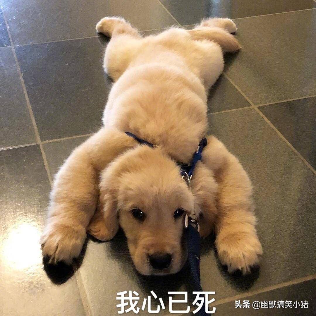 小伙打劫遇到新手女司机,没想女司机不按套路出牌,结局太搞笑了