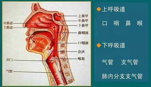 断崖式降温20肺炎感冒流感呼吸道疾病高发需警惕