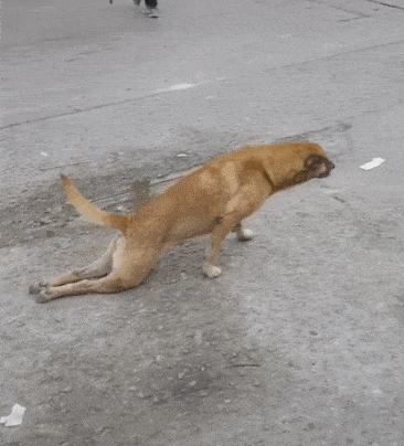 原创村里的土狗拖着两条后腿爬行原以为是只残疾狗下一秒却让路人笑喷