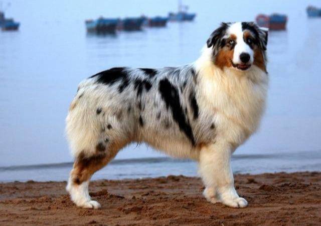 边境牧羊犬和澳洲牧羊犬,你更喜欢谁?