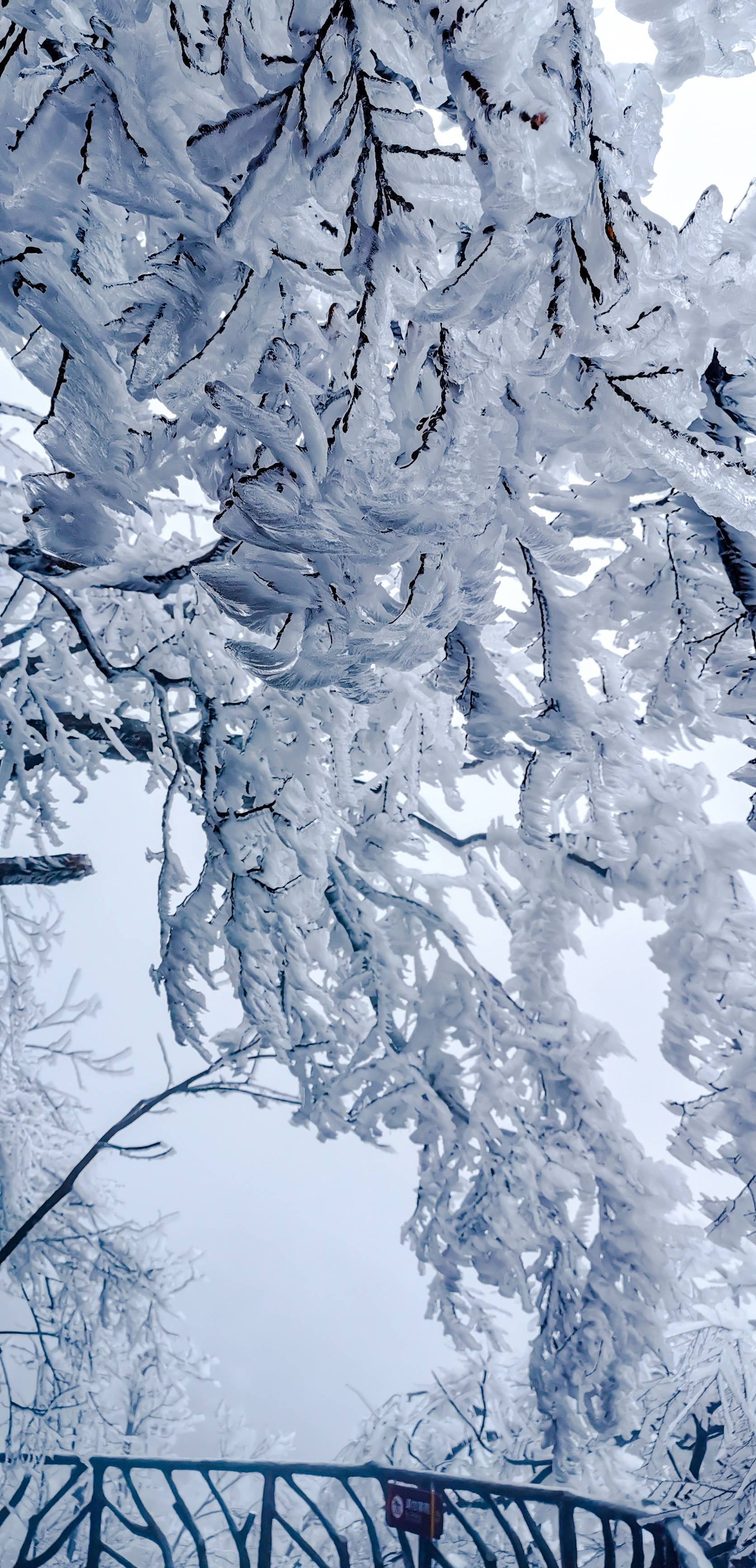 今日天门山雾凇实景!这一周是观看雾凇的最佳时机,还不来?