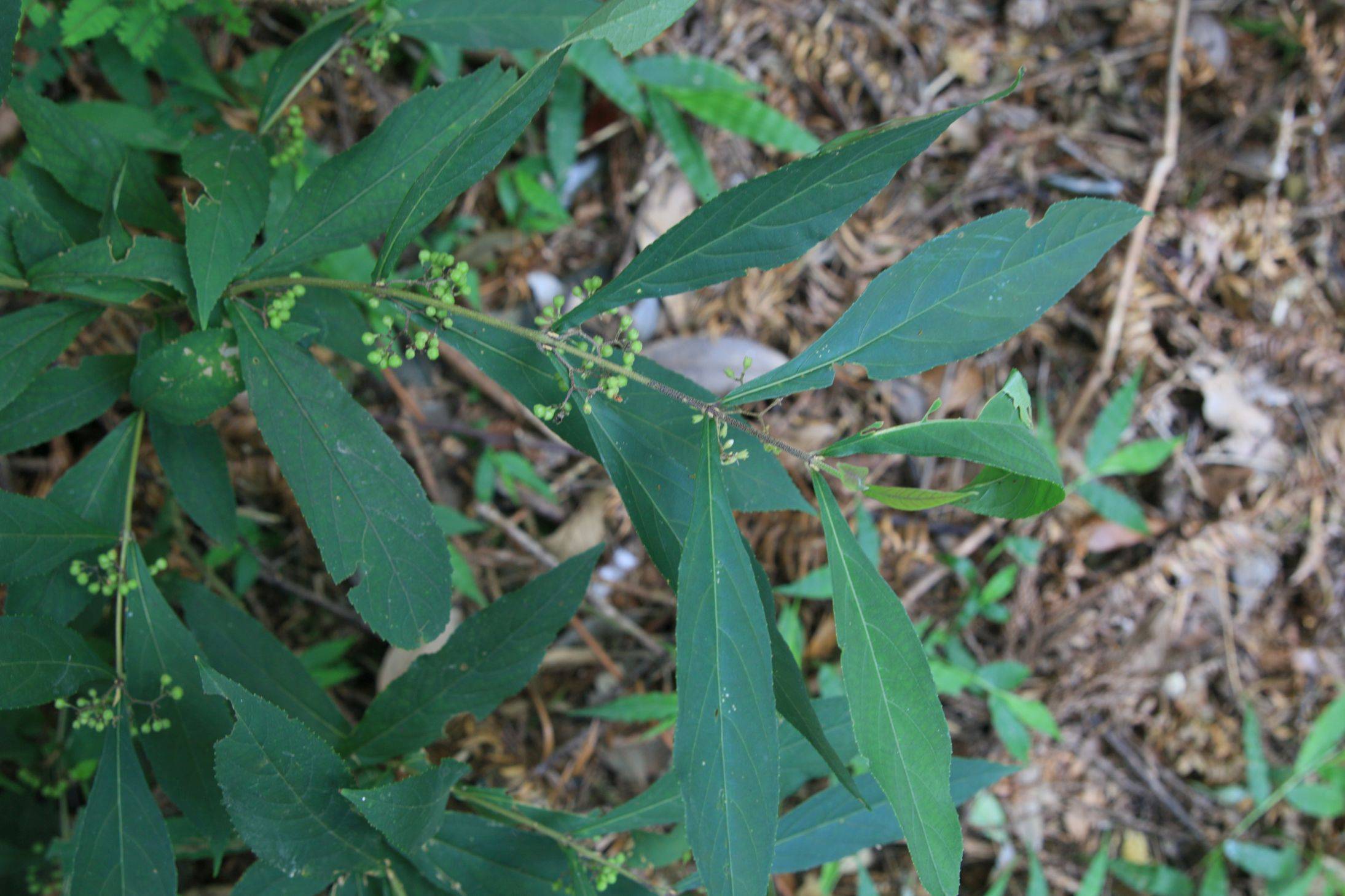 庆元植物1331-马鞭草科-紫珠属-短柄紫珠(原变种)