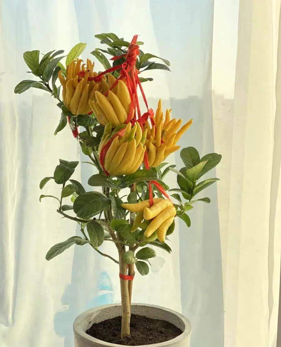 家里养盆它,树上结满"吉祥果",能看又能吃,清香典雅人人爱!