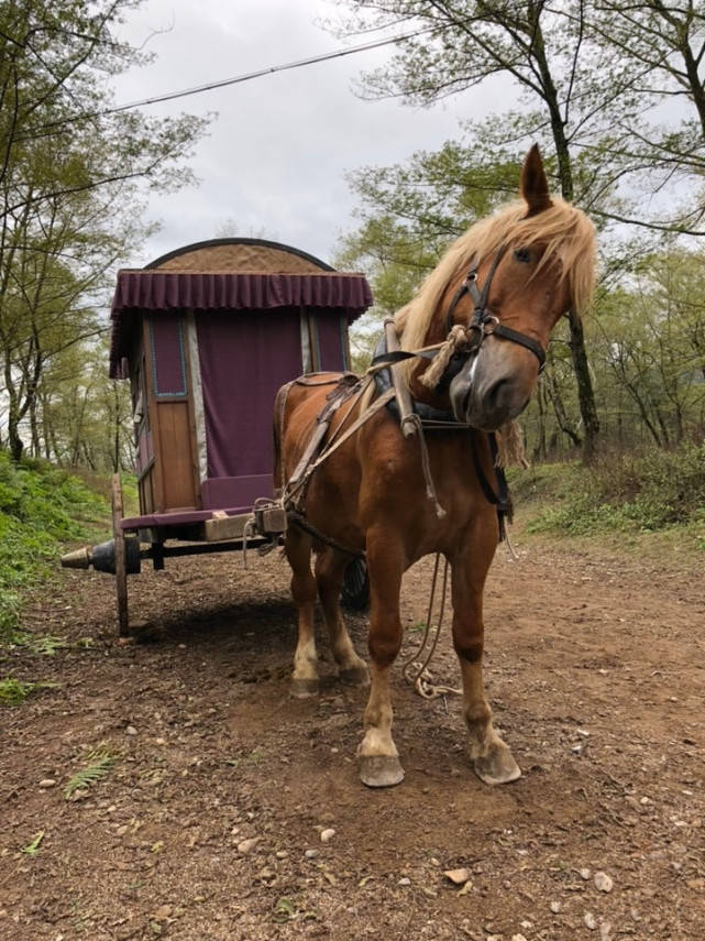 的马儿,一听到主人杨立的呼喊,嘶鸣了一声,撩开蹄子,往林中飞奔而去了