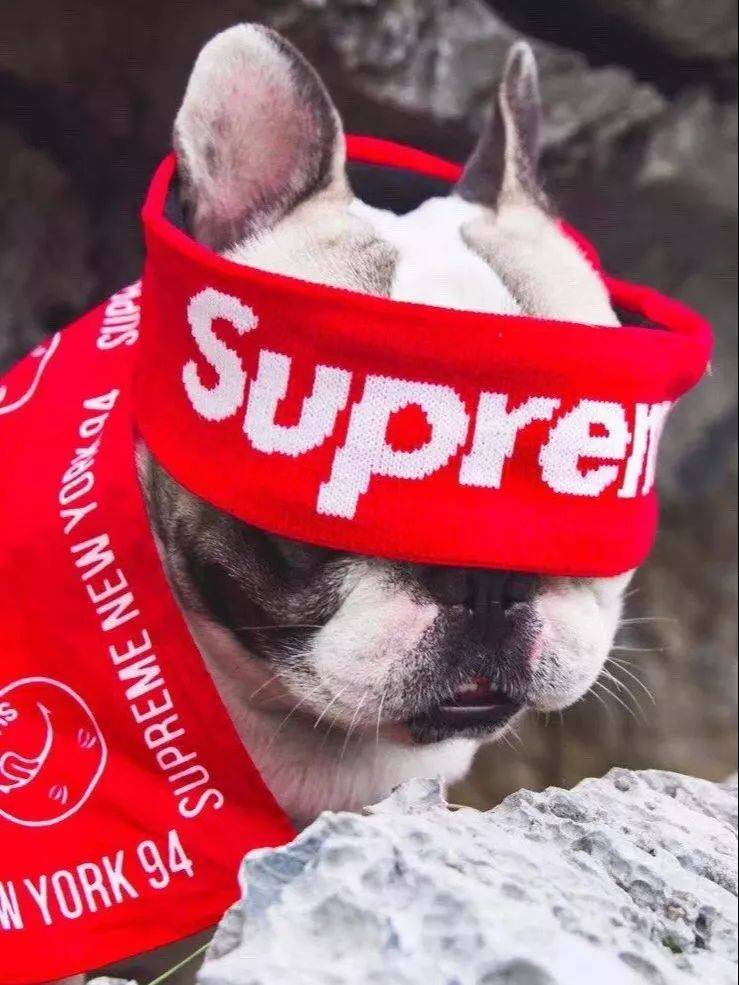 潮牌大金链,社会大哥标配如今套狗身上了?