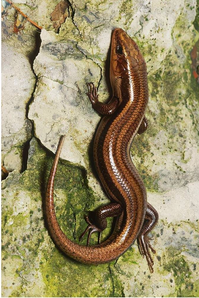 原创80后农村娃的宠物山泥鳅过去很常见如今价值珍贵很少见