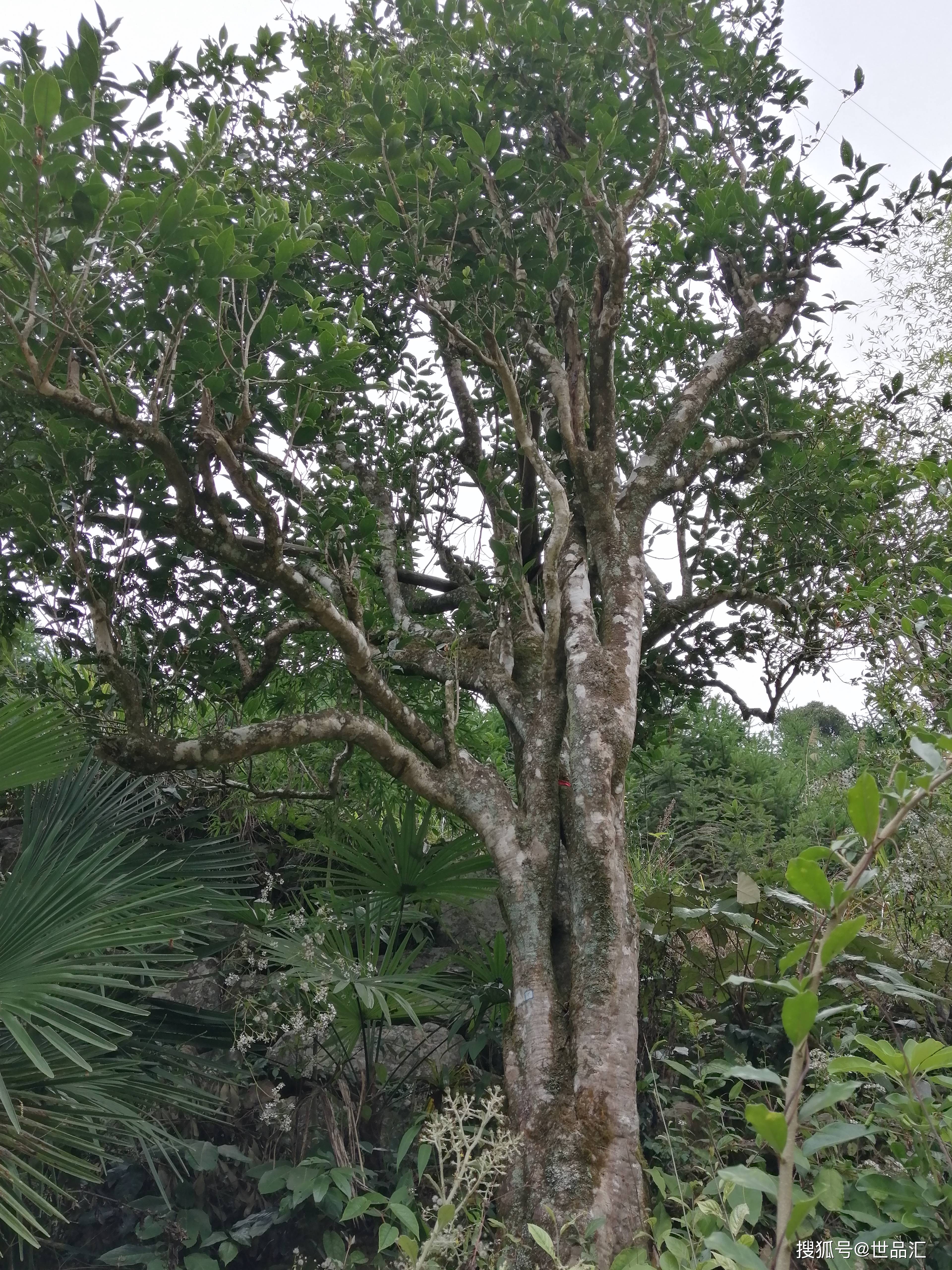 实拍湖南省江华县一颗很大的老茶树组图