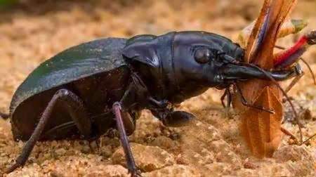 非洲战斗力超强的大王虎甲虫:能干掉老鼠和蜥蜴