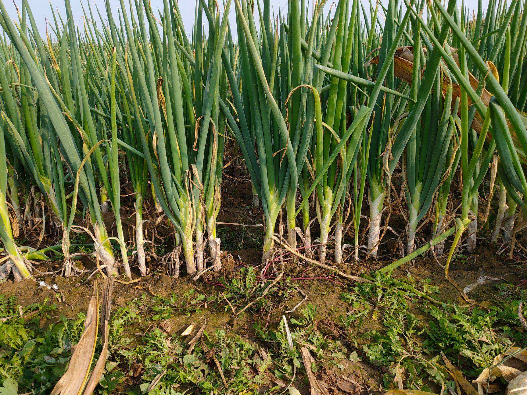 大葱价格上涨3倍什么原因老百姓直呼大葱卷煎饼吃不起了