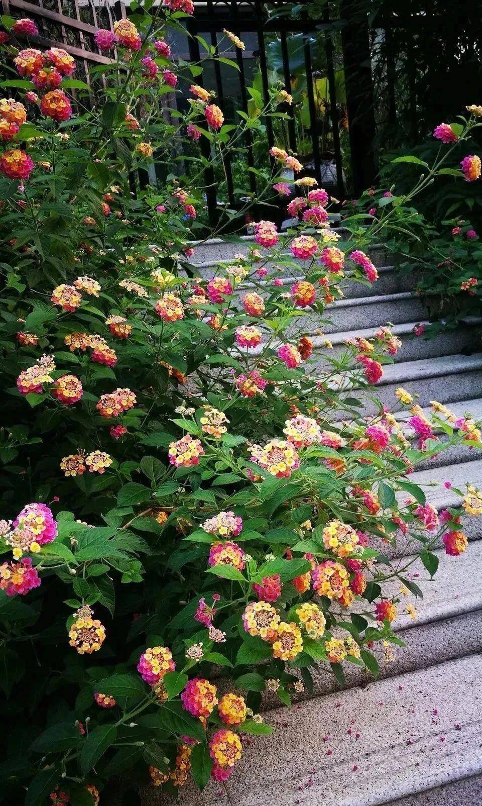 家里有院子的春天一定要养这五种花清雅别致美丽似仙境