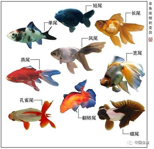 金鱼品种 图解图片