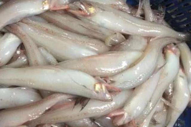 鱼肉富含蛋白质,内行人都推荐买这5种海鱼,纯野生,价格又便宜