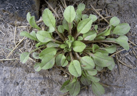 俗称"黄瓜菜",叶子有黄瓜香味,农民见到就会挖,用处可不小_野菜
