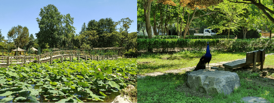 韩国的植被图片