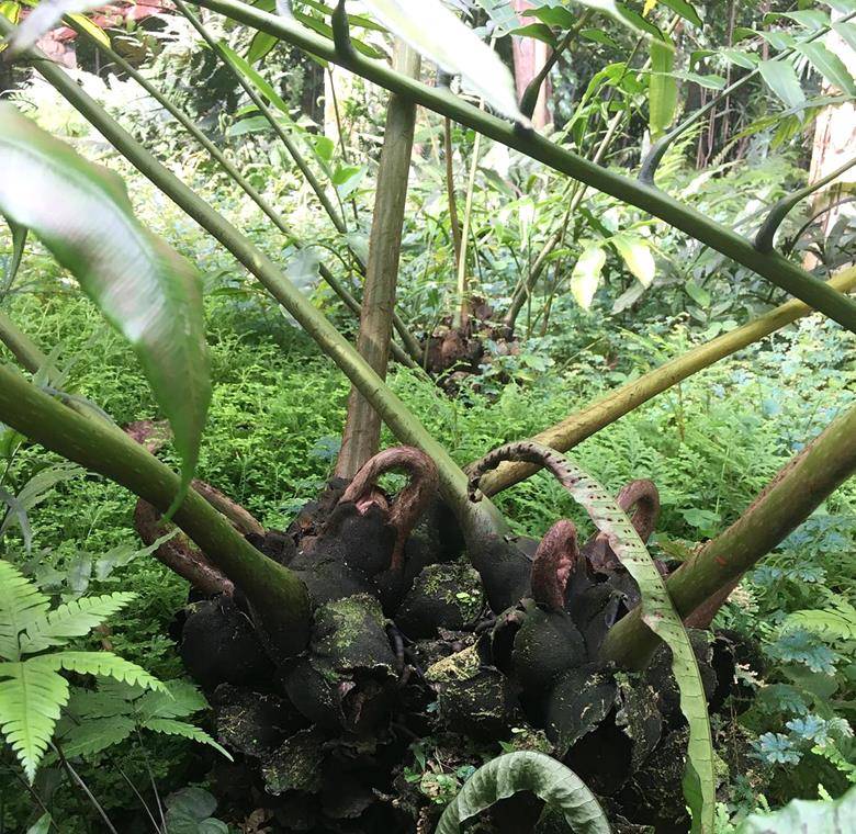 一种植物"观音座莲",濒危珍稀价值大,若您的家乡也有,请保护