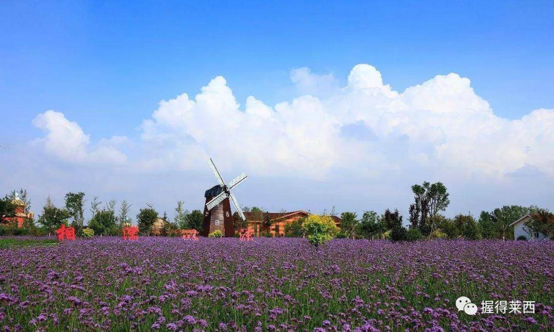 莱西这一独具胶东地方特色的美丽乡村目前已通过验收