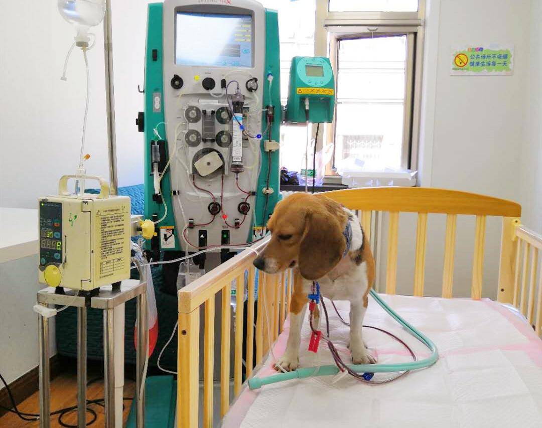 喵百科 | 这样的喵星情缘,只在动物医院发生_手机搜狐网