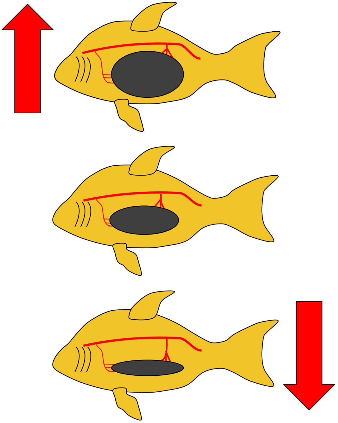 鱼可以主动给鱼鳔进行快速的充气和放气, 按照经典的理论,鱼在上浮的