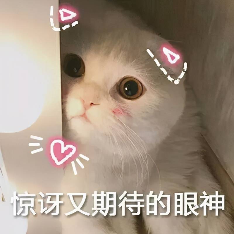 猫猫表情包我要把你摁在墙上亲亲