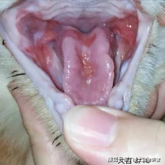 宠物讲堂丨上消化道疾病——口炎_手机搜狐网