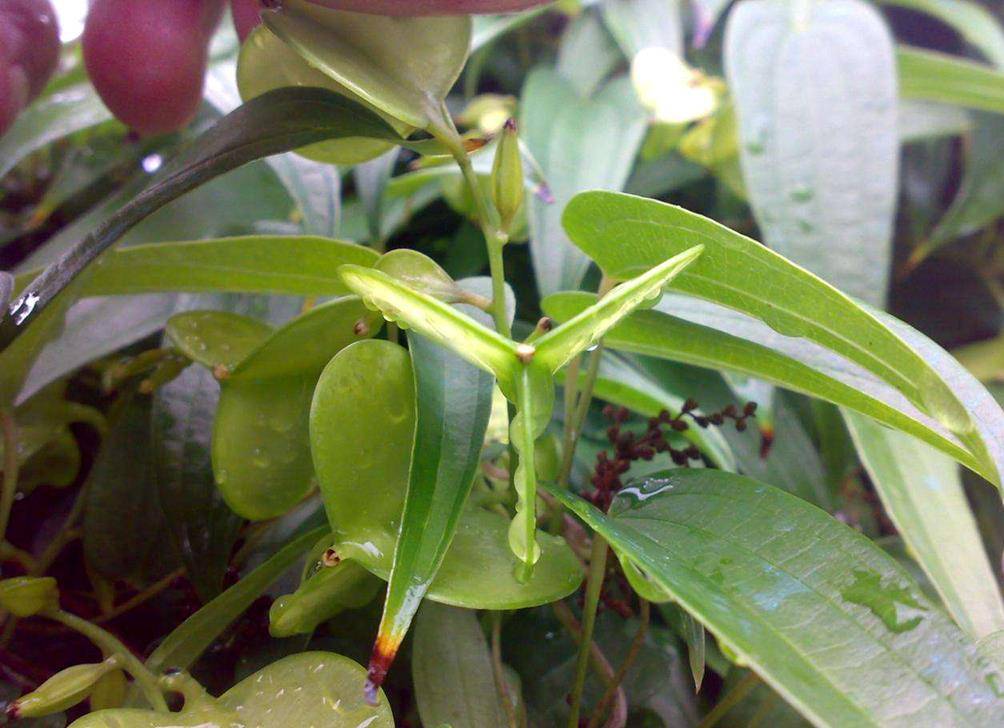 农村一种植物,是大型缠绕型藤本,若您见到,别客气,赶紧拔掉_手机搜狐