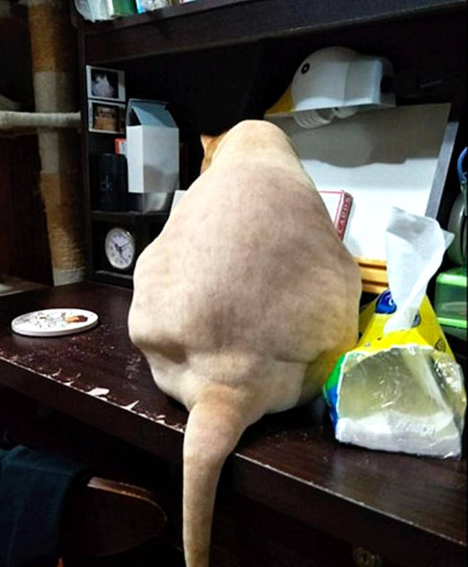 猫咪被剃光毛后,凑近一看它有点怀疑喵生:你的良心不会痛吗