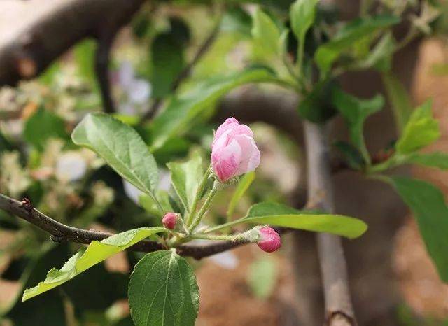 原創果樹冬剪黃金期冬剪一定要正確分辨花芽和葉芽寶然生態