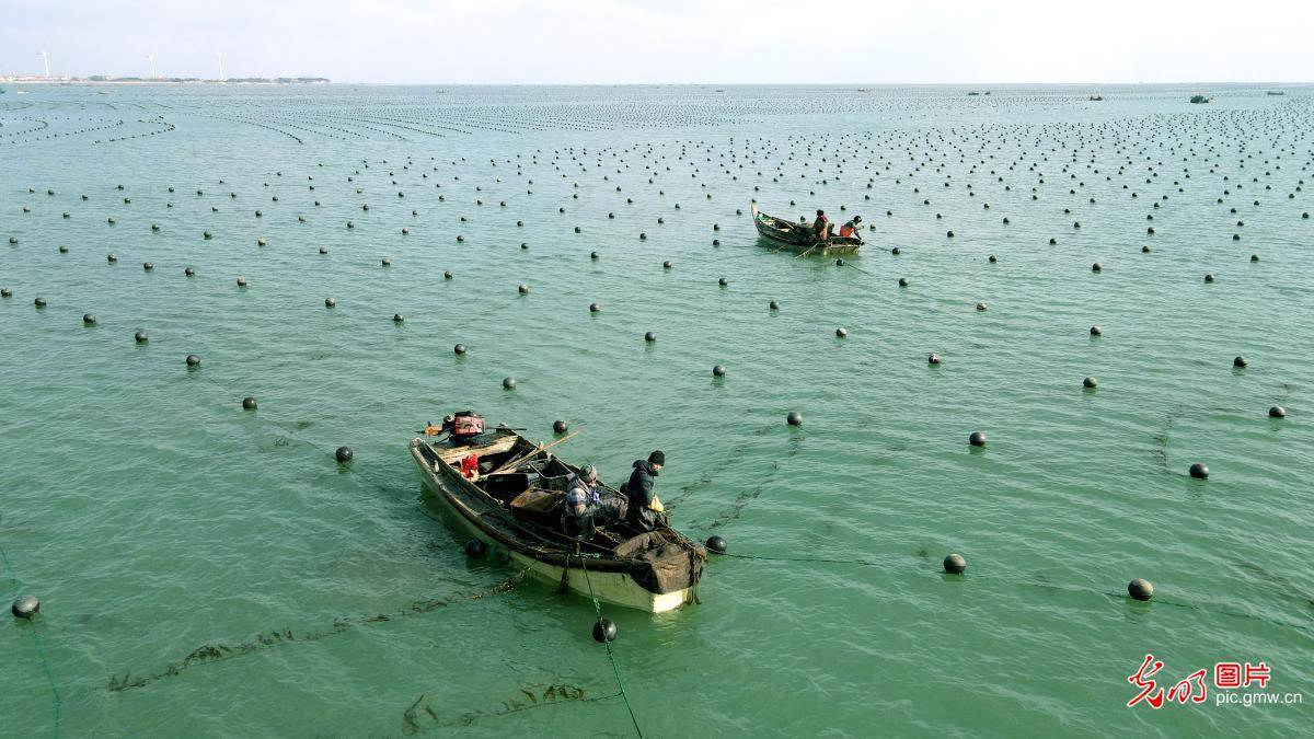 海带养殖区海带"插秧"