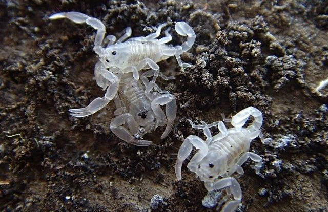 听说小蝎子爬不到母亲的背上,就会被母蝎子吃掉,是真的吗?原因是什么?