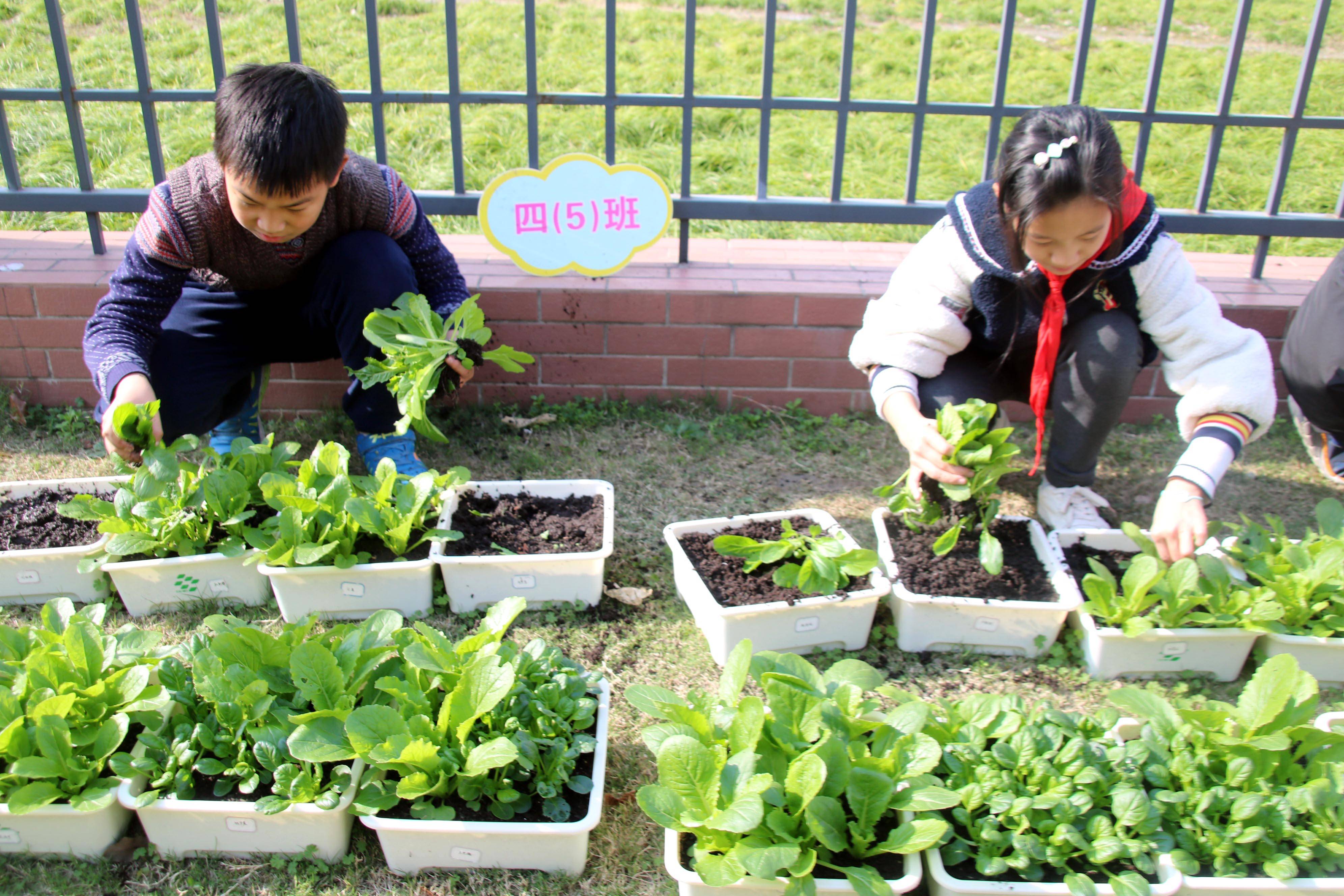 昆山市花桥徐公桥小学学生喜摘丰收菜体验种植乐趣