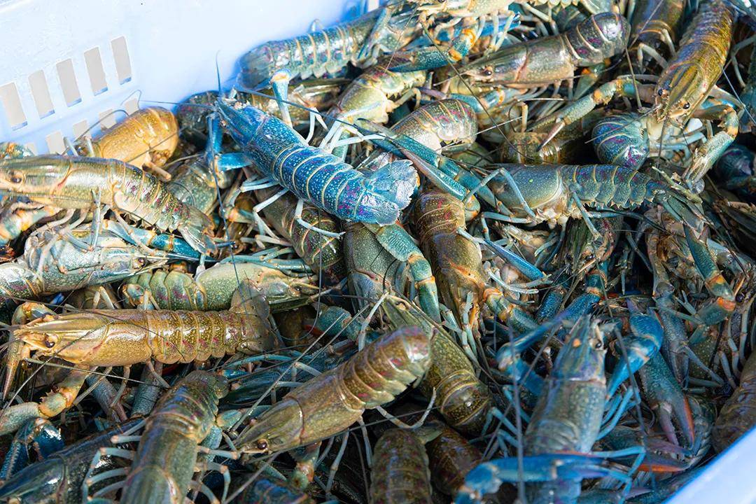 海大喊你来吃澳洲龙虾12月5日南沙见