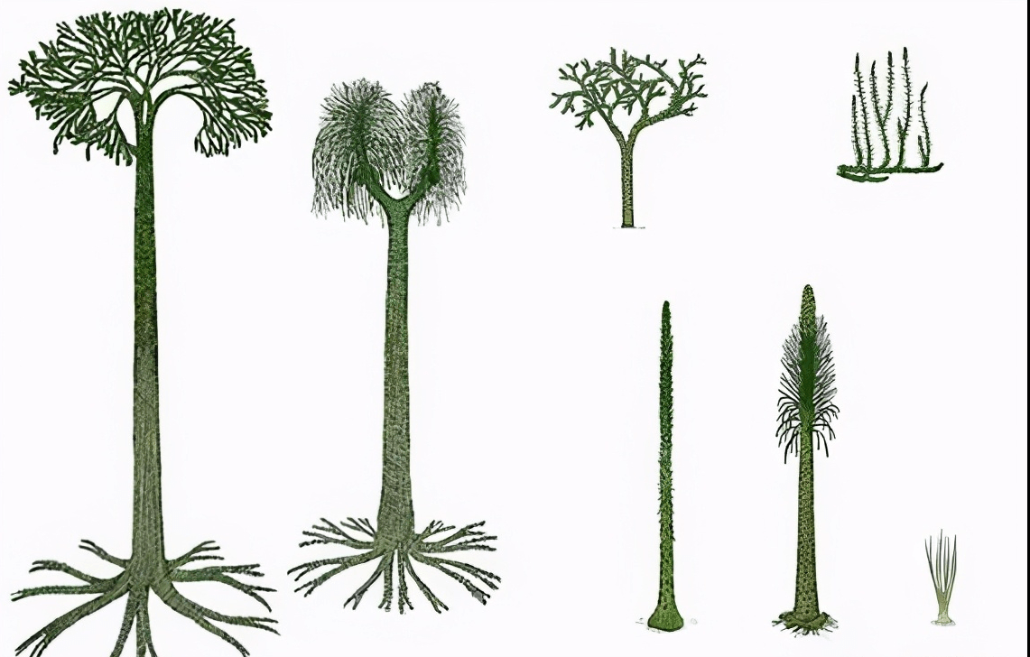 石松类植物随着石松类植物鼎盛时期的过去,它们大部分被另一种湿地