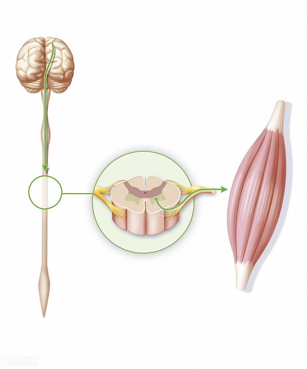 神经鞘瘤怎么治疗