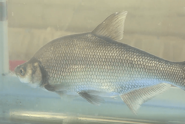 长江禁捕10年,有人搞起了集装箱养鱼,把"保护动物"卖到餐桌上