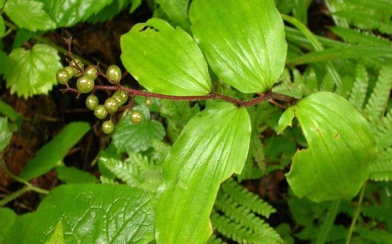 鹿药(山糜子)一般在我国的黑龙江,辽宁,吉林,山东,河南,陕西,山西