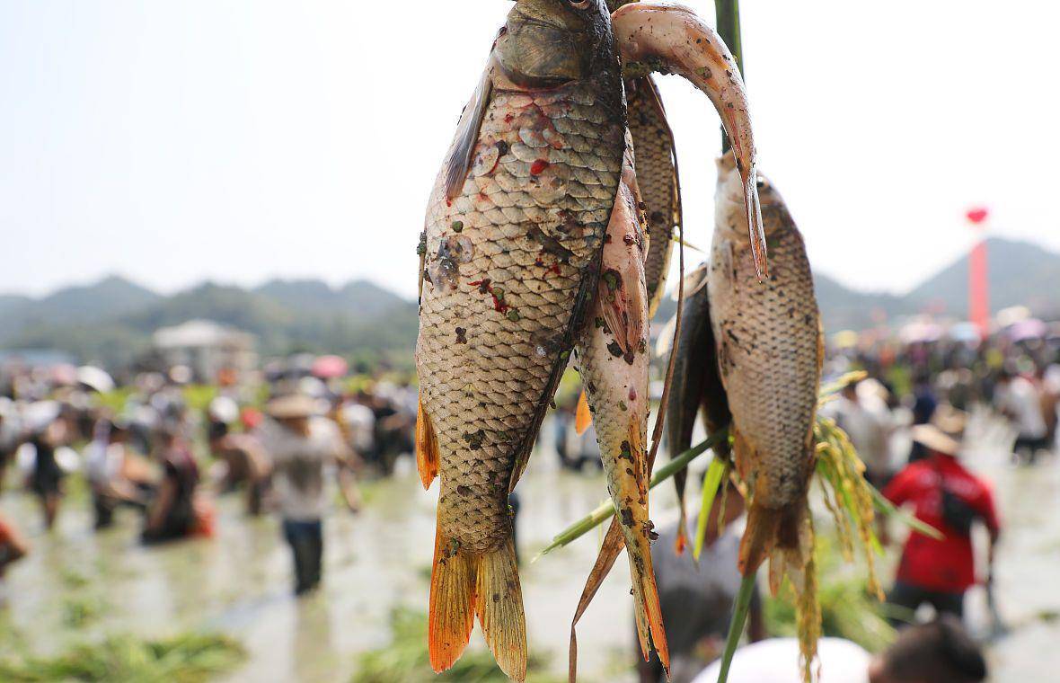 此鱼味道鲜美,养殖的人越来越少,能吃到是运气加福气,值得收藏_稻田