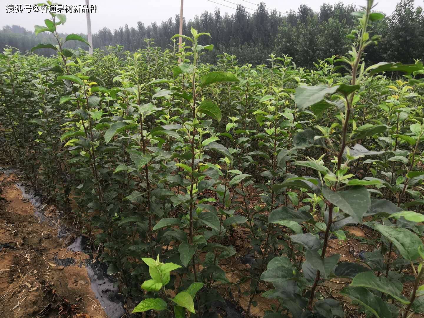 鲁丽苹果苗外形图,辨别图