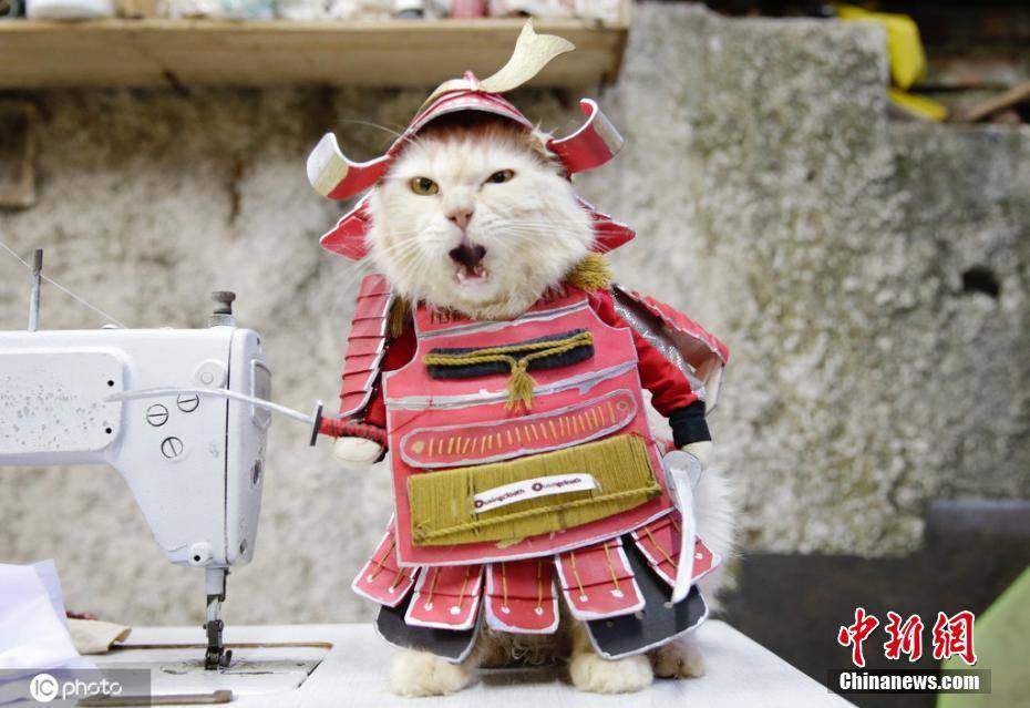 印尼裁缝为宠物打造时尚服饰 猫咪cosplay太萌了-搜狐大视野-搜狐新闻