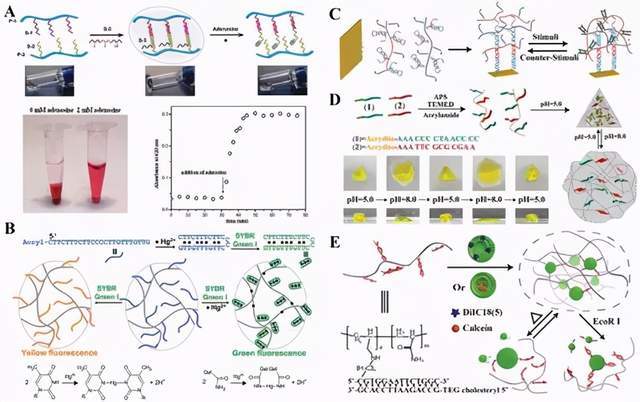 《先进材料》论述dna水/微凝胶在生物传感和医学应用_结构