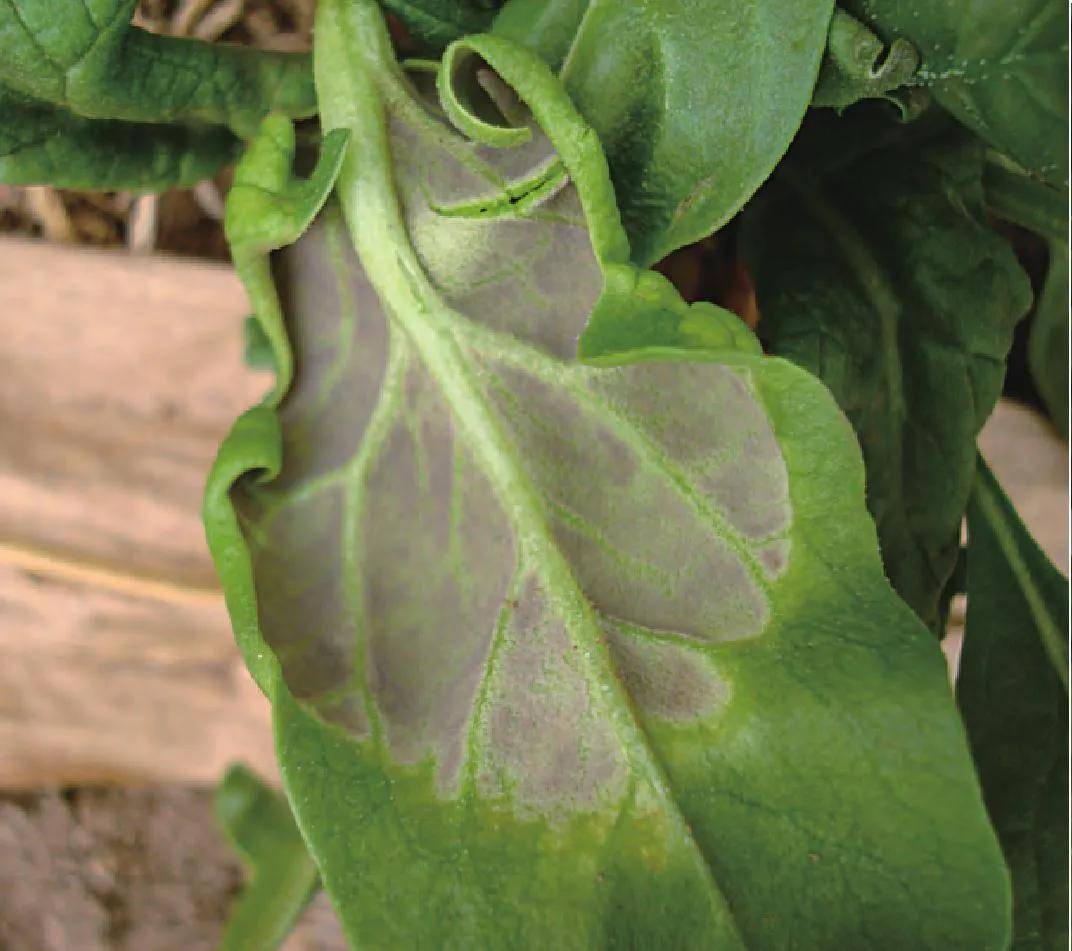 大白菜霜霉病-绿色食品蔬菜病虫害防治-图片