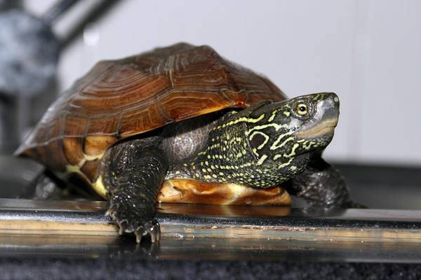 常见宠物龟品种图片