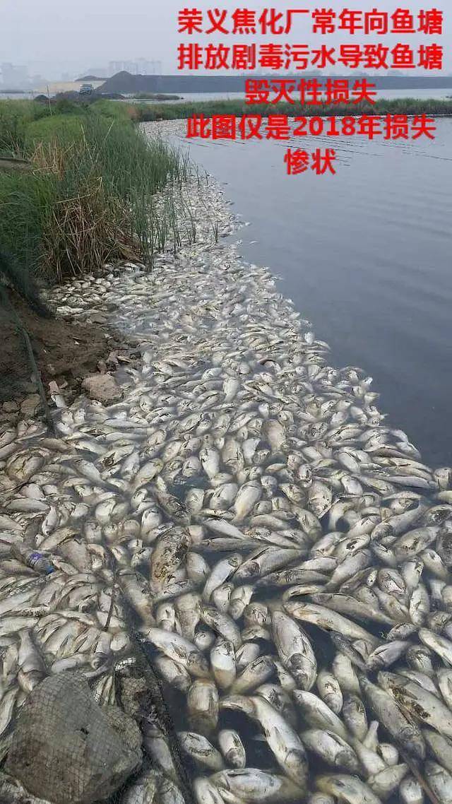 河北唐山荣义炼焦污染厉害附近鱼塘受损严重