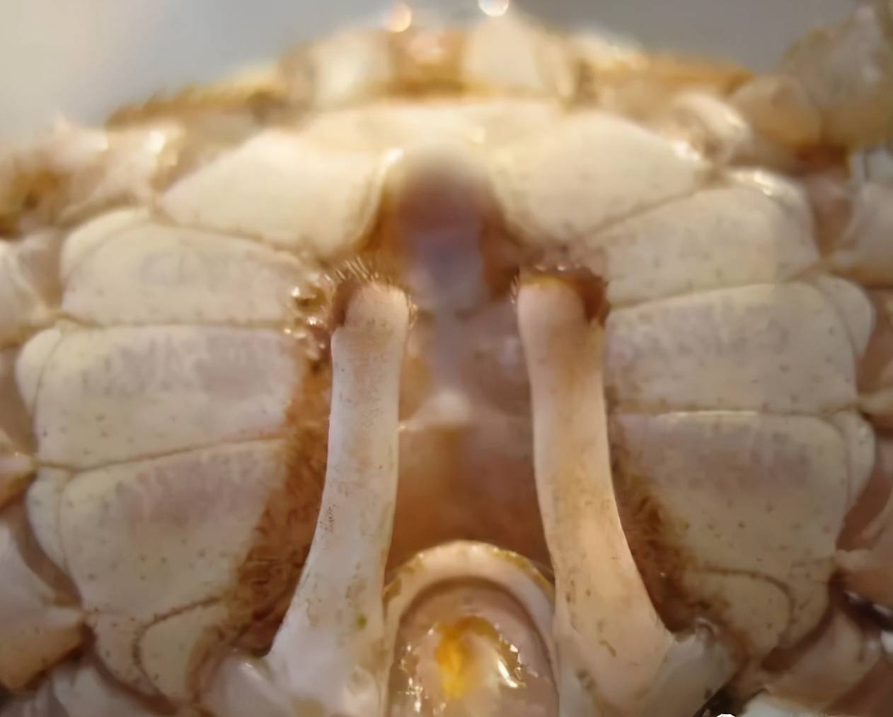 螃蟹爪尖伸不开,是缺钙吗?补钙花钱还是死蟹,原因是他