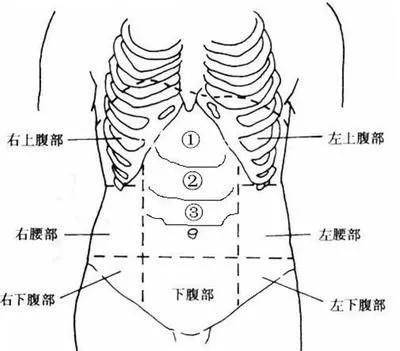 女性右下腹器官图片