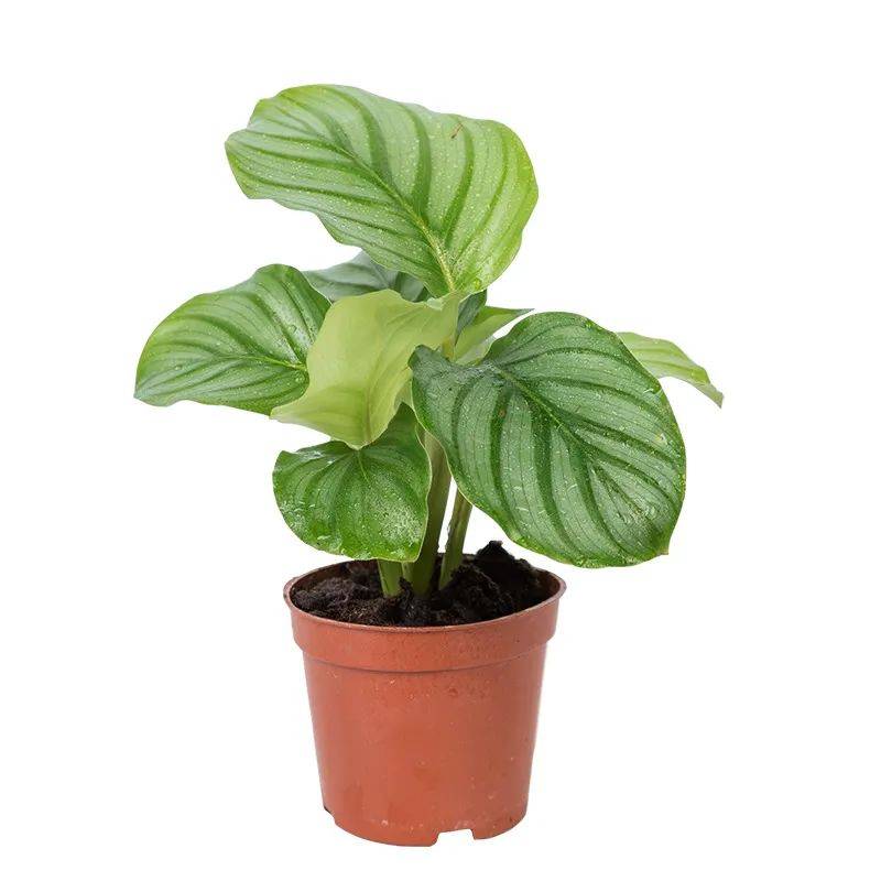 原创叶色圆润丰盈的圆叶花卉青苹果竹芋这么养护清新怡人悠然静谧