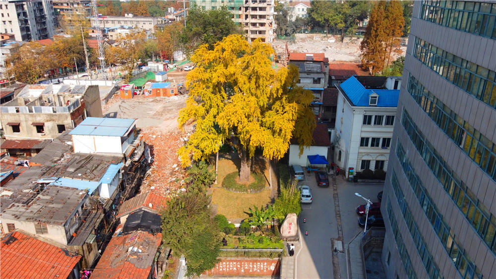 汉阳树位于武汉市第五医院北角,是一棵古银杏树,树龄532年(截至2020年