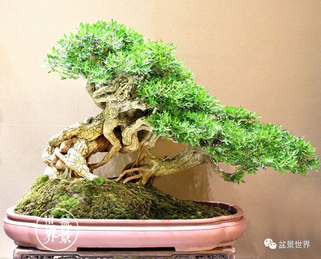 最美的100盆黄杨盆景