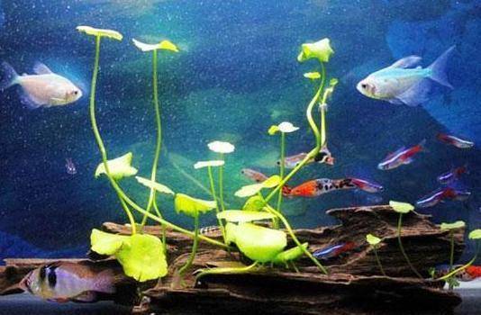 铜钱草和鱼一起养,2点做到位,一个轻松爆盆,一个长得肥_手机搜狐网