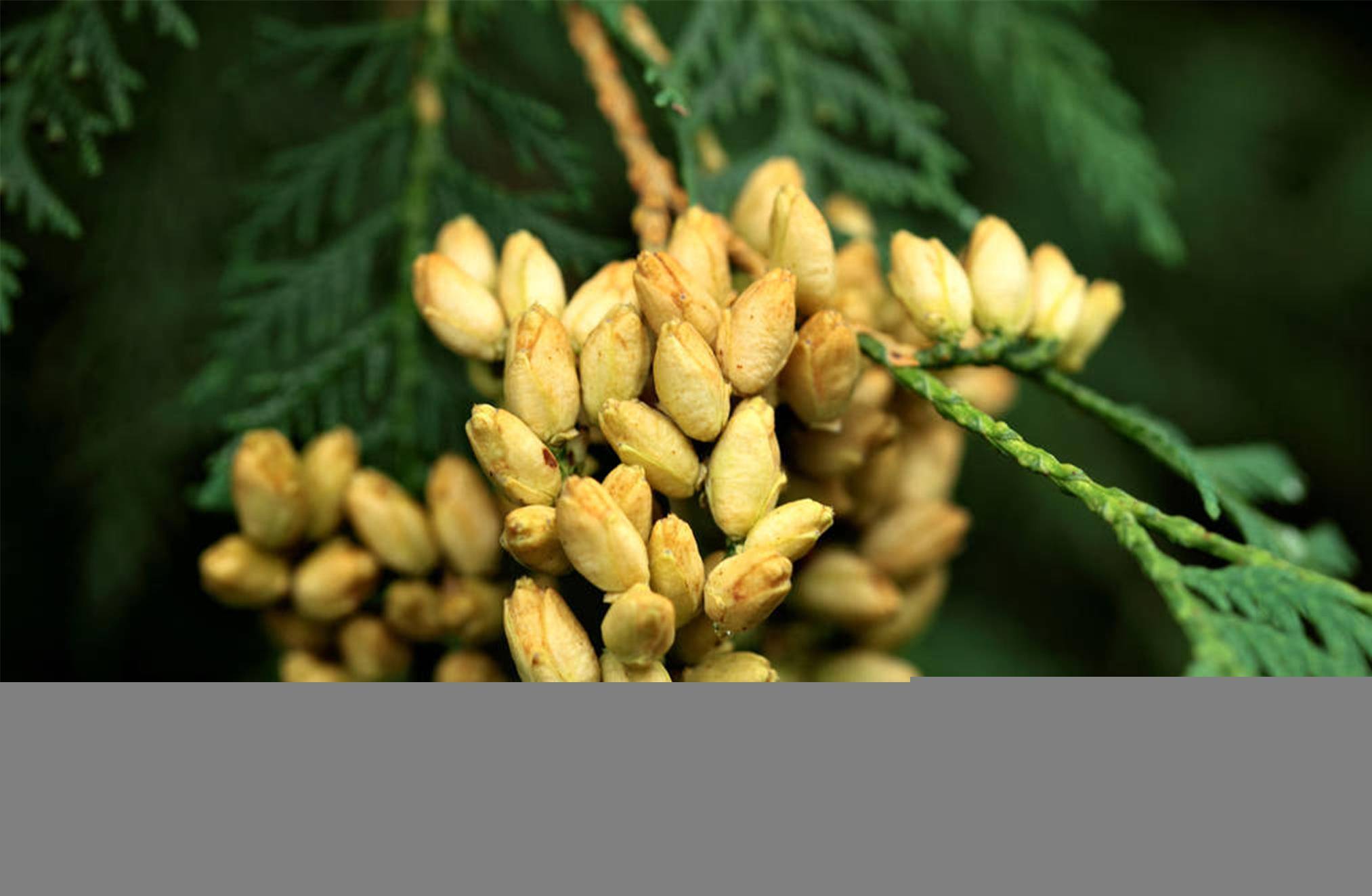 农村有一种植物"柏树",云贵川地区常用来熏"腊肉",味道很香