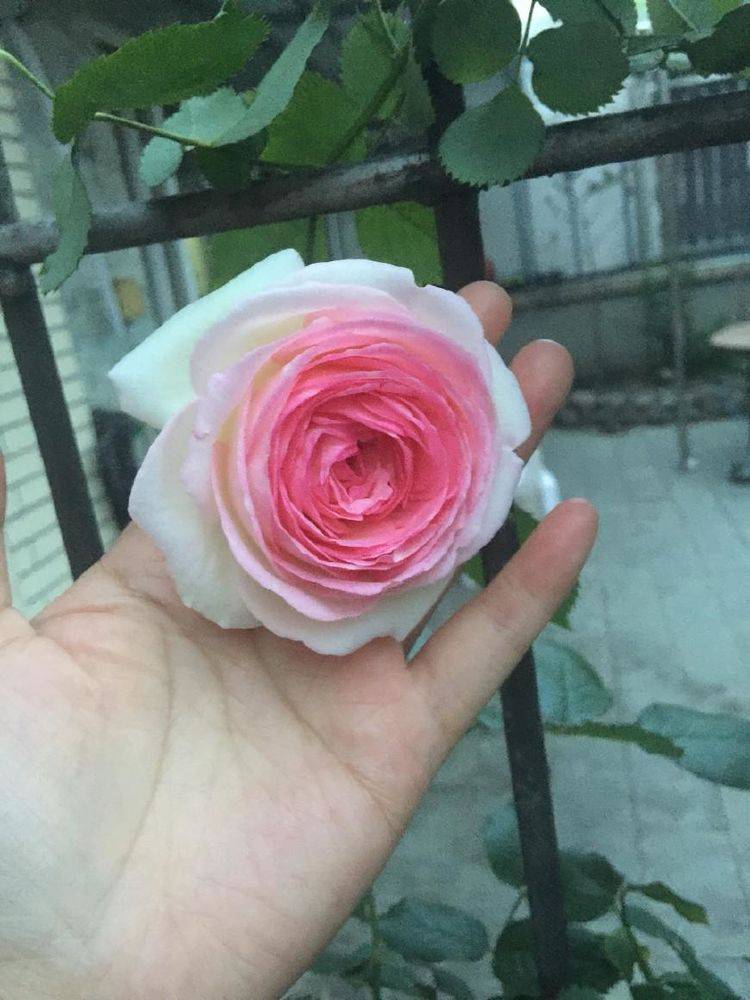 城市绿化小蜜蜂建议网友这样做:1,检查根系建议掏个洞检查龙沙宝石的